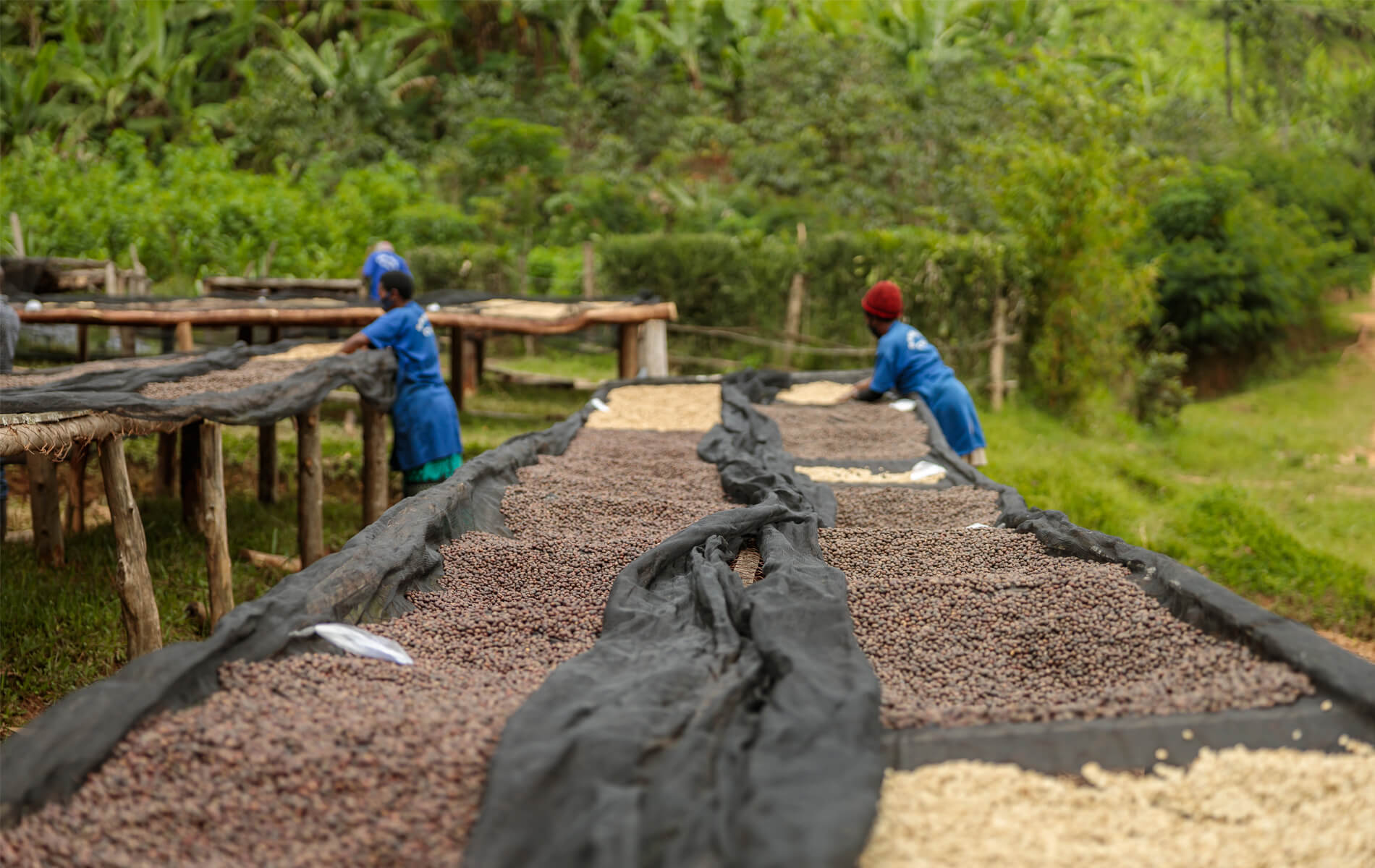 Copos de café variados